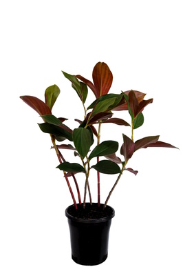 Costus varzearum x productus (Green Mountain) - 180mm pot
