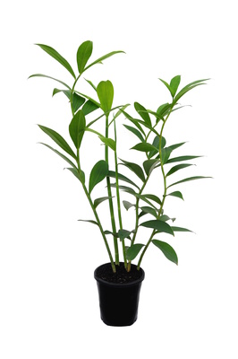 Costus woodsonii (French Kiss) - 180mm pot