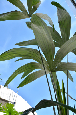Cryosophila warscewiczii (Silver Star Palm)