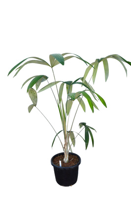 Cryosophila warscewiczii (Silver Star Palm) - 250mm pot