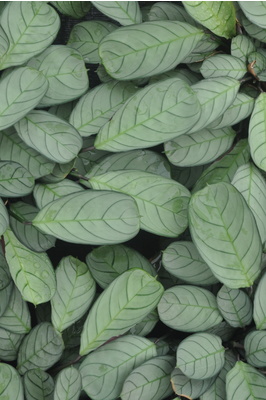 Ctenanthe amagris