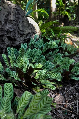 Ctenanthe burle-marxii