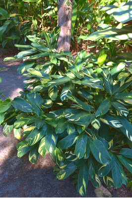 Ctenanthe lubbersiana 'Golden Mosaic'