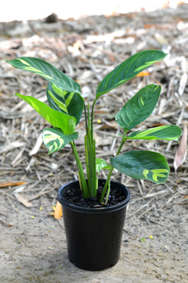 Ctenanthe lubbersiana 'Golden Mosaic'- 125mm pot