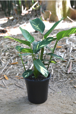 Ctenanthe lubbersiana 'Golden Mosaic'- 180mm pot