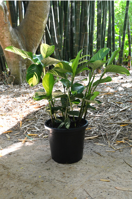 Ctenanthe lubbersiana 'Golden Mosaic' - 300mm pot
