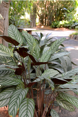 Ctenanthe setosa