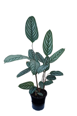 Ctenanthe setosa - 180mm pot