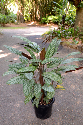 Ctenanthe setosa - 300mm pot