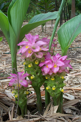 Curcuma australasica (Cape York Lily) - 180mm pot