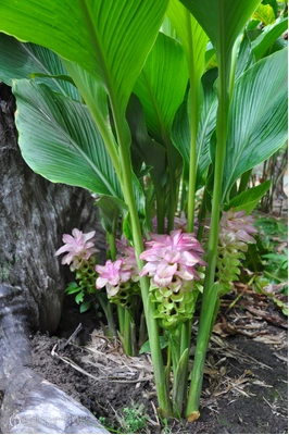 Curcuma australasica (Cape York Lily)