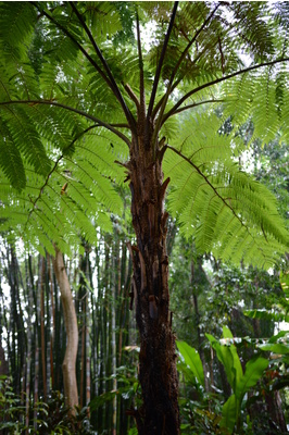 Cyathea cooperi (Australian Tree Fern)