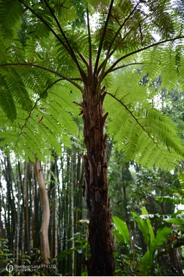Cyathea cooperi (Australian Tree Fern)