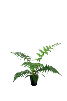 Cyathea cooperi (Tree Fern) - 125mm pot