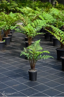 Cyathea cooperi (Tree Fern) - 180mm pot
