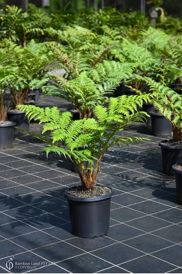 Cyathea cooperi (Tree Fern) - 300mm pot
