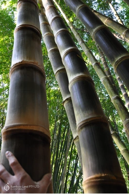 Dendrocalamus asper cv. 'Hitam' (Black Asper or Betung Hitam)