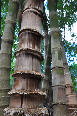 Dendrocalamus asper (Indonesian Clone)