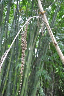 Dendrocalamus giganteus (Giant Bamboo)