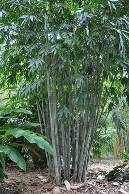 Dendrocalamus minor var. Amoenus (Ghost Bamboo)