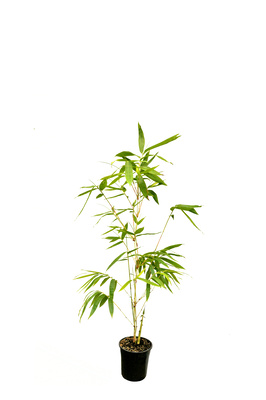 Dendrocalamus minor var. Amoenus (Ghost Bamboo) - 200mm pot