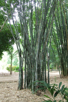 Dendrocalamus strictus (Calcutta Bamboo) - 5 litre bag