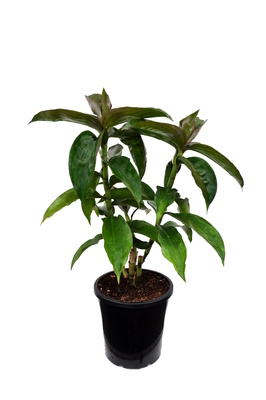 Dichorisandra thyrsiflora (Blue Ginger) - 180mm pot
