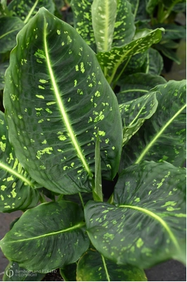 Dieffenbachia 'Reflector' - 125mm pot