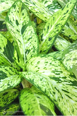 Dieffenbachia 'Starbright'