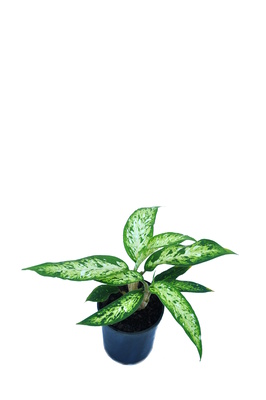 Dieffenbachia 'Starbright' - 125mm pot