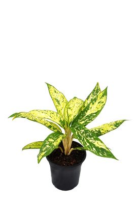 Dieffenbachia 'Starbright' - 180mm pot