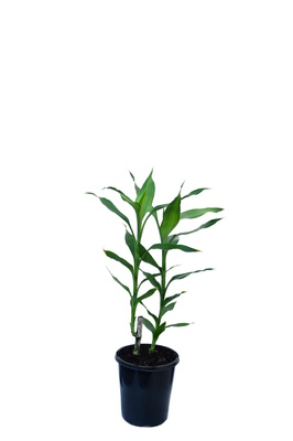 Dracaena sanderiana (Lucky Bamboo) - 125mm pot