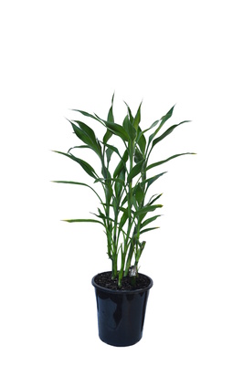 Dracaena sanderiana (Lucky Bamboo) - 180mm pot