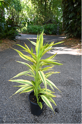 Dracaena sanderiana 'Variegata' (Variegated Lucky Bamboo) - 180mm pot
