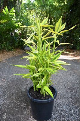 Dracaena sanderiana 'Variegata' (Variegated Lucky Bamboo) - 300mm pot