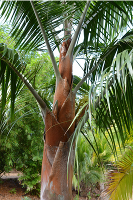 Dypsis leptocheilos 'Redneck palm' - 400mm pot