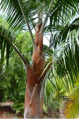 Dypsis leptocheilos (Redneck palm)