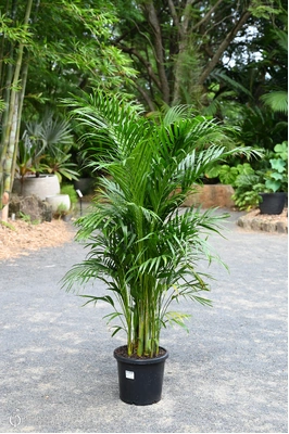 Dypsis lutescens (Golden Cane Palm) - 300mm pot
