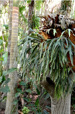 Platycerum bifurcatum (Elkhorn)