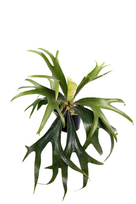 Platycerum bifurcatum (Elkhorn) - 200mm squat pot