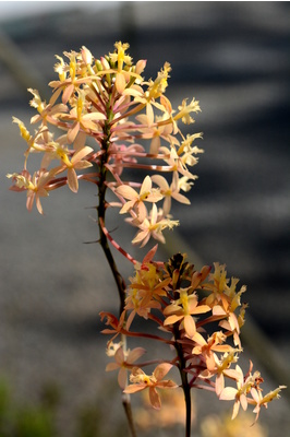 Epidendrum (Crucifix Orchid) - Apricot