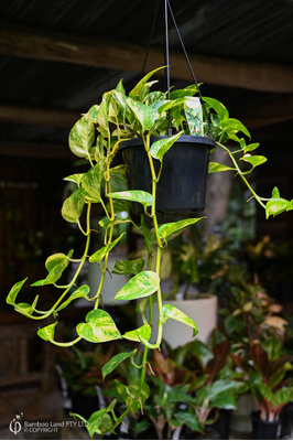 Epipremnum aureum 'Golden Pothos' (Devil's Ivy) - 180mm pot