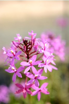 Epidendrum ibaguense (Crucifix Orchid) - Pink