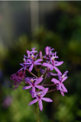 Epidendrum ibaguense (Crucifix Orchid) - Purple