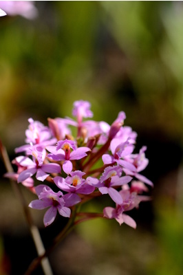Epidendrum (Crucifix Orchid) - Mini Lilac