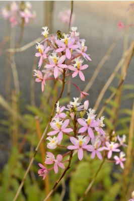 Epidendrum (Crucifix Orchid) - Pink Lady