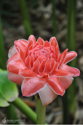 Etlingera elatior 'Pink Torch'