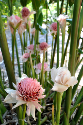 Etlingera elatior 'Thai White'