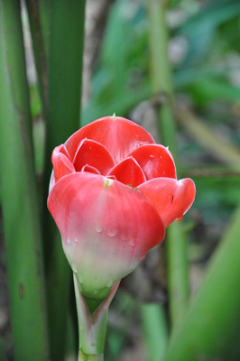 Etlingera hemisphaerica 'Cerise Tulip'