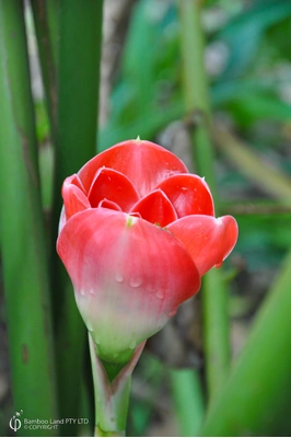 Etlingera hemisphaerica 'Cerise Tulip'